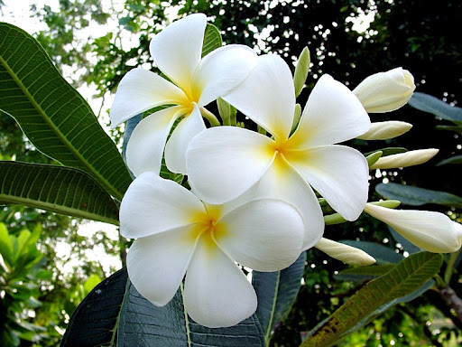 ลั่นทมขาว 	 Plumeria obtusa L. <br/>Apocynaceae